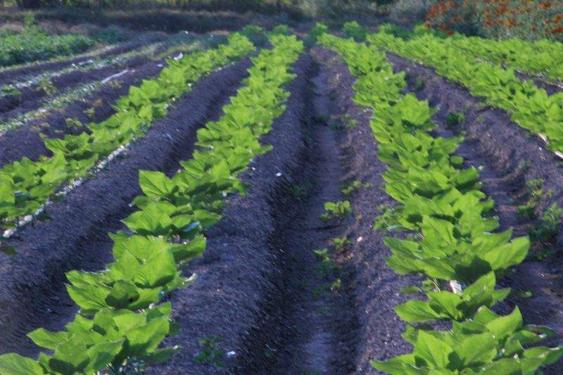 栽培記録の見える化で圃場管理を効率化